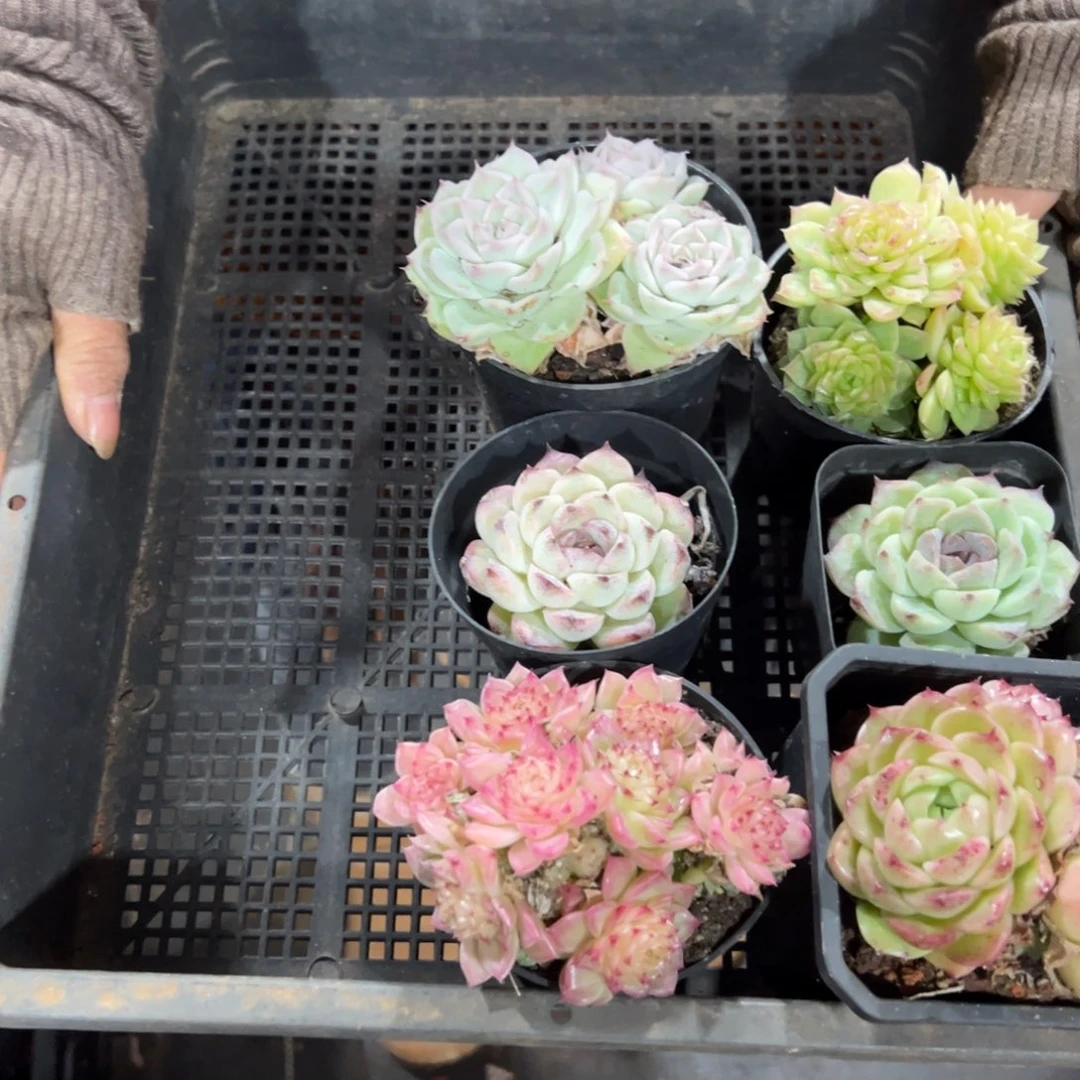 多肉植物蓝莓组合六个