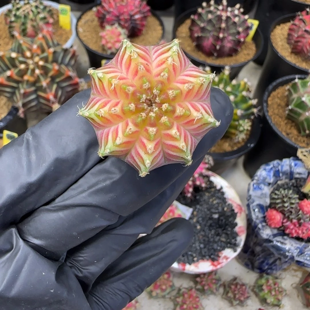 ****深泰系实生轮回福利价