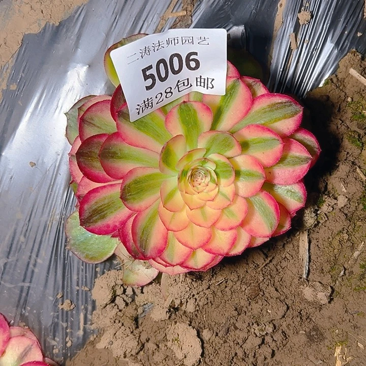 5006荔枝多肉植物2号