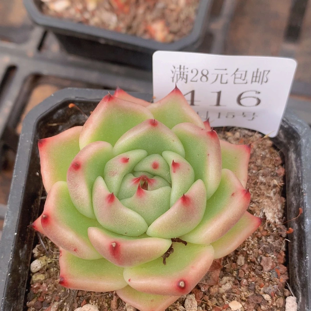 【闪购商品】云416号