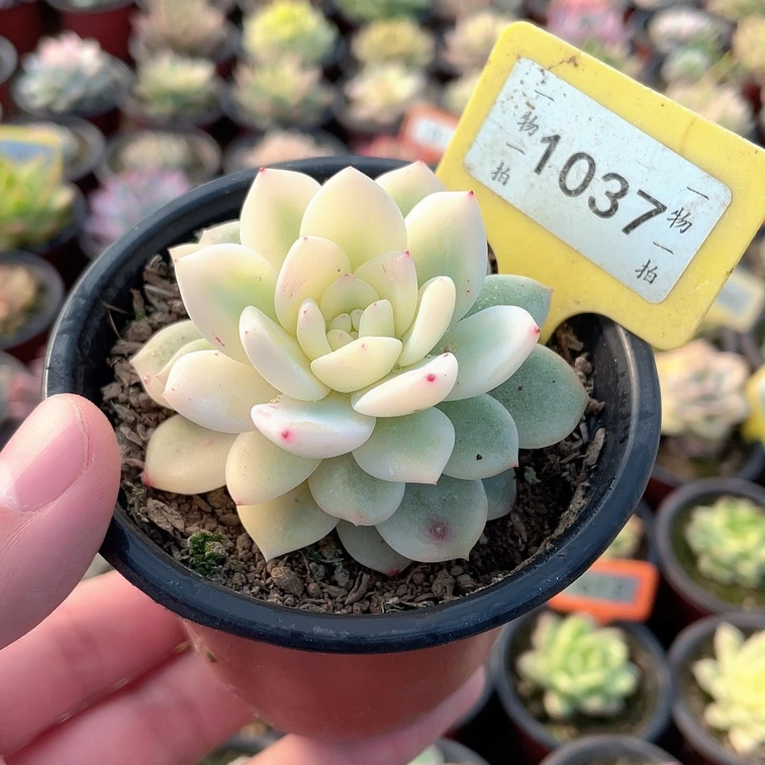 梦露超白一线天宽锦1037