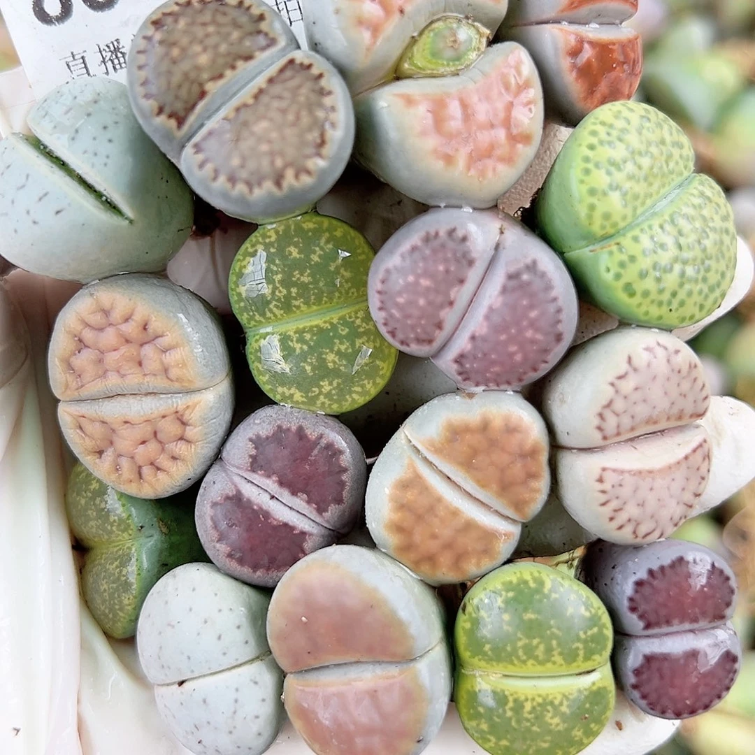 8336 好养易活生石花大母本16个