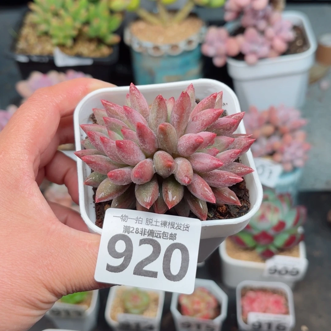 金鱼姬双头无盆土发货