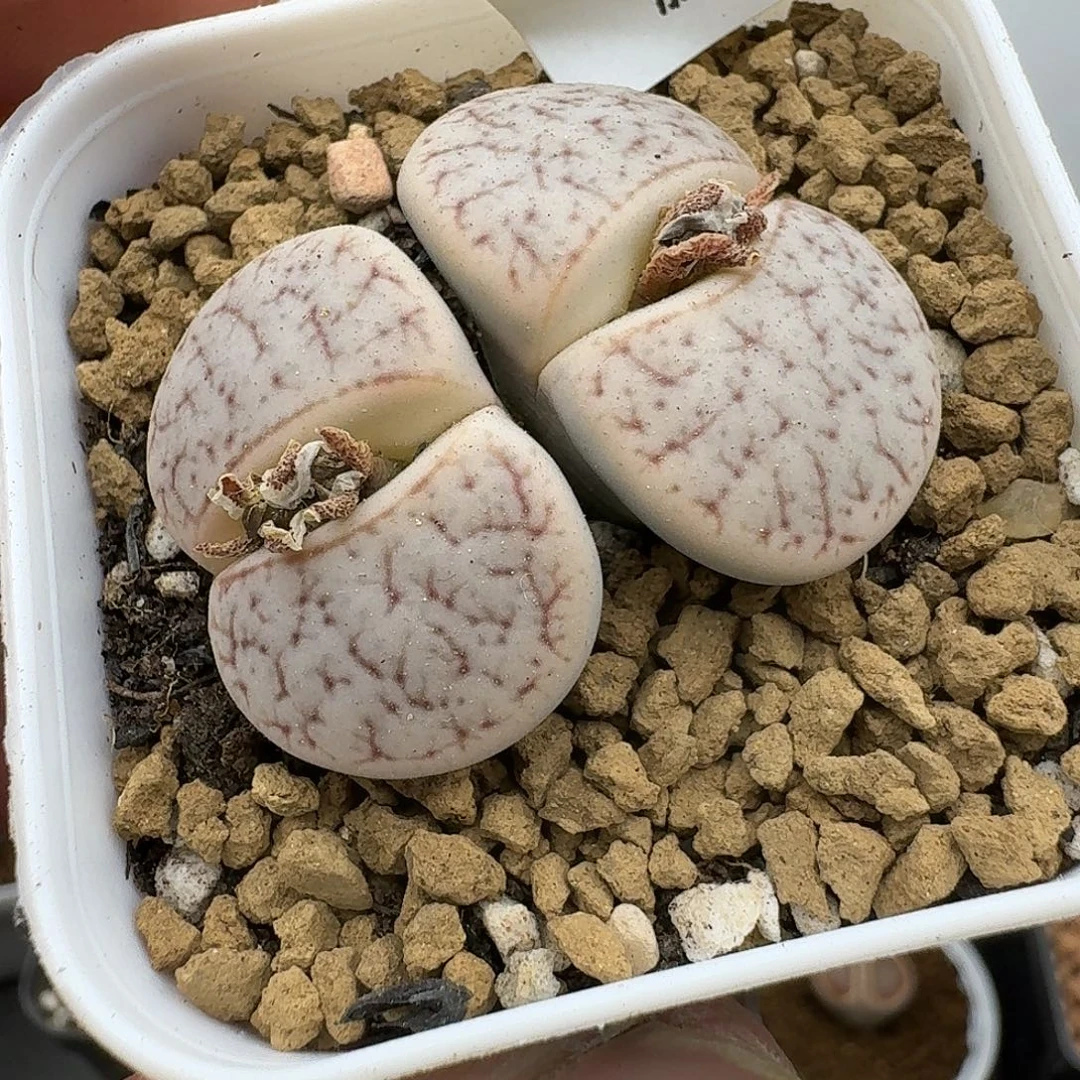 562多肉哈哈哈哈哈哈哈