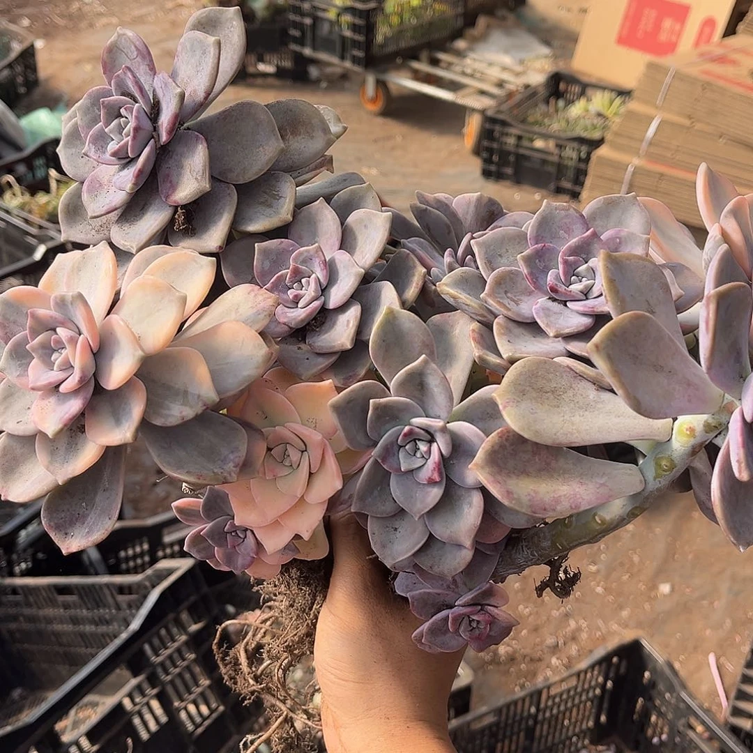 老***州紫乐景22多肉植物精品老