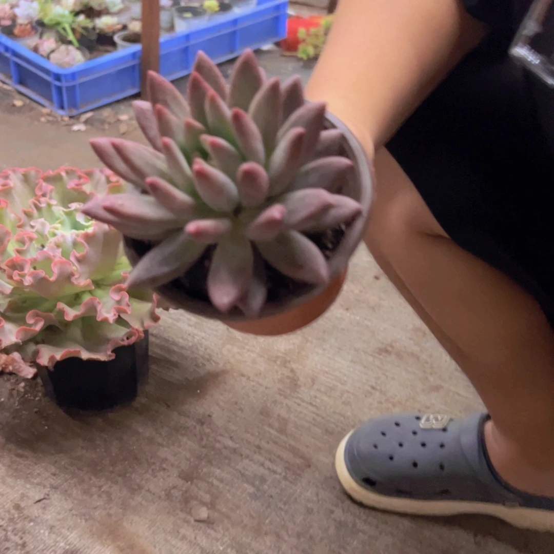 红蜻蜓大单头起发老桩