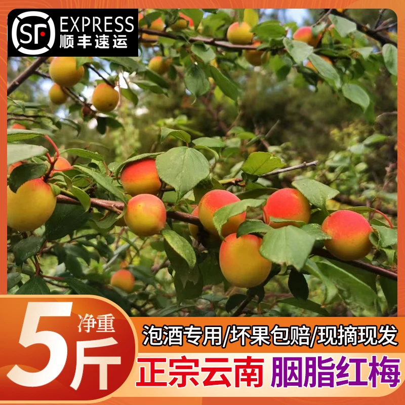 2025年云南大理胭脂梅头茬红梅青梅新鲜现摘应季水果泡酒专用青梅