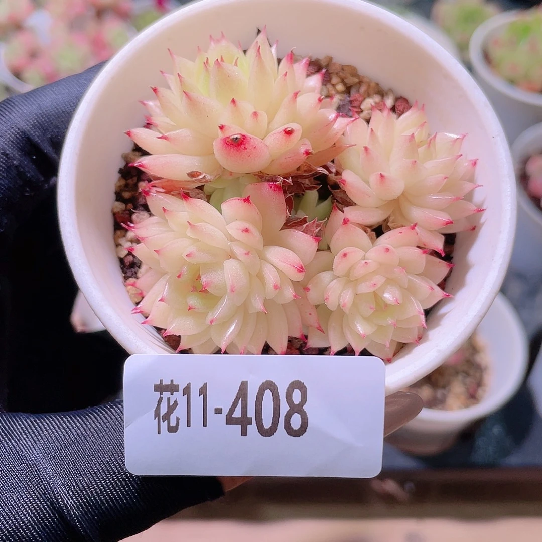 花利美11-408麦秆