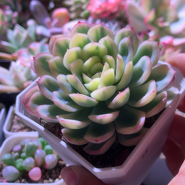 草莓冰覆轮锦有根