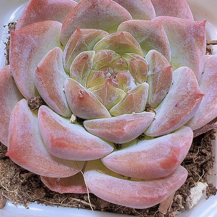 粉冰魄19包邮多肉植物