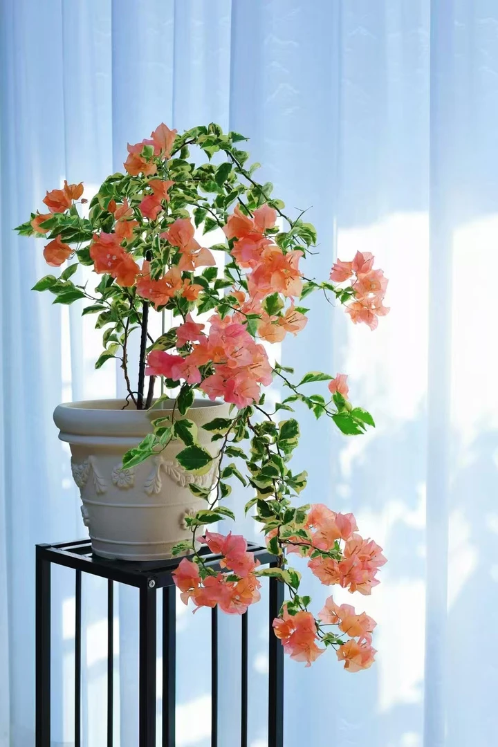 【橙冰】三角梅四季开花爬藤飘枝好养护【无售后】