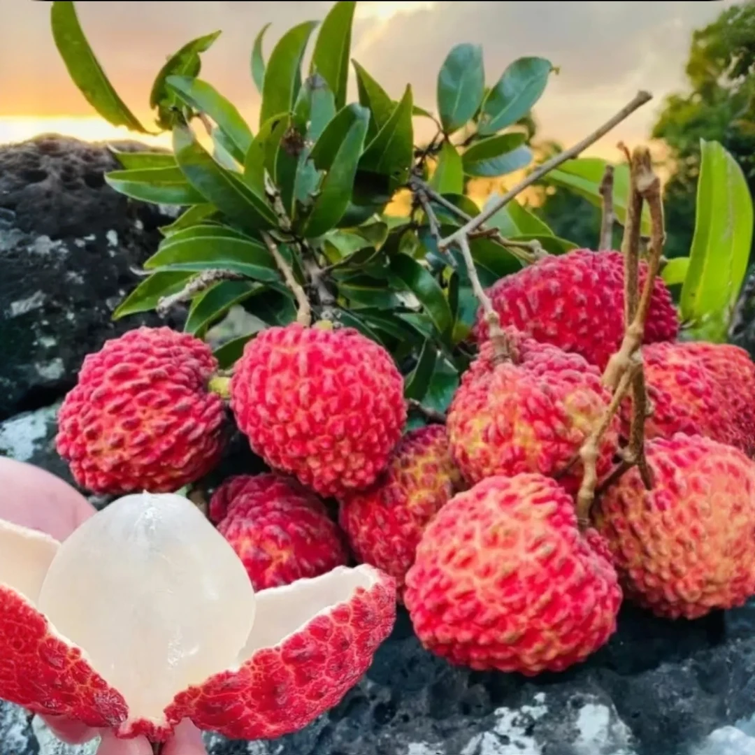 次日达顺丰包邮头茬火山口荔枝王 甘甜多汁整箱荔枝同城送新鲜