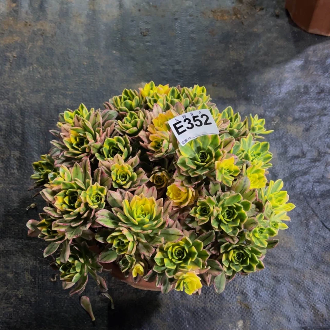 【闪购商品】35200