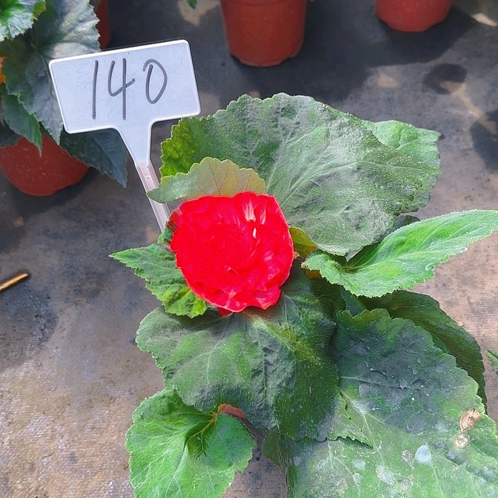 无花朵夫妻海棠种球系列140