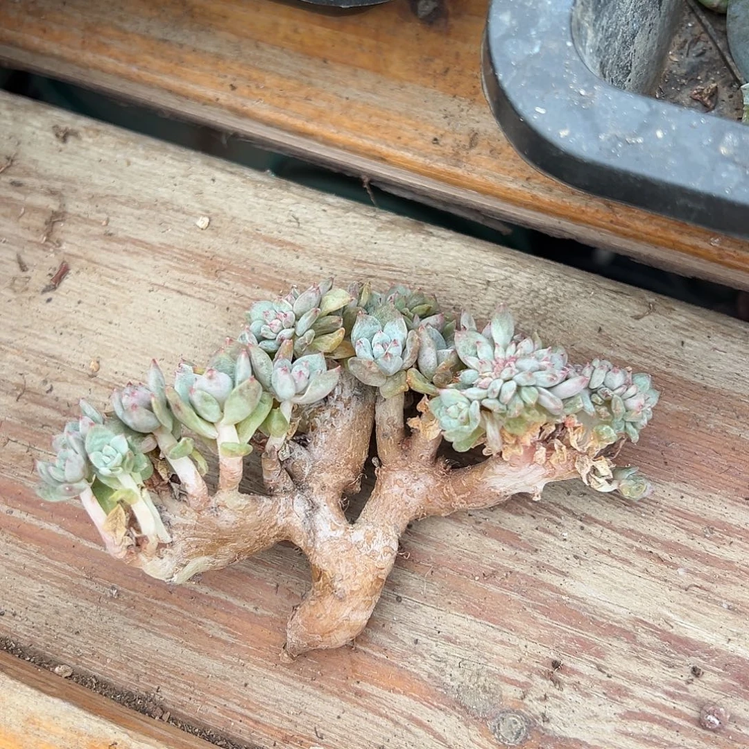 ෆ***酱乌梅子酱专拍石榴籽星影缀