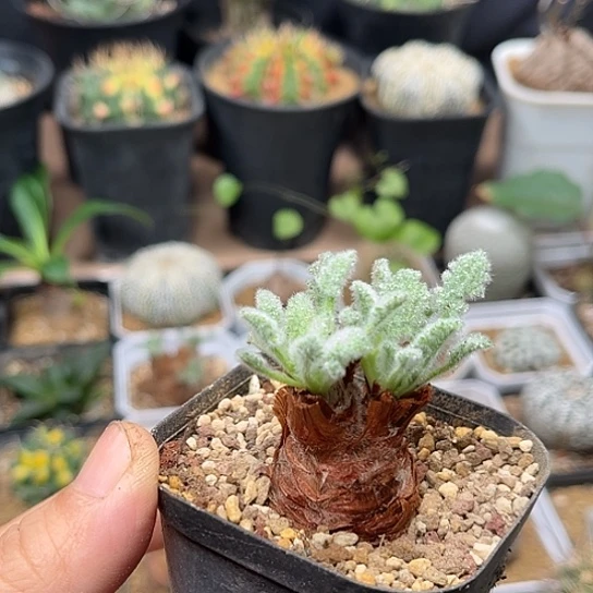 无花朵羽叶洋葵母本一颗