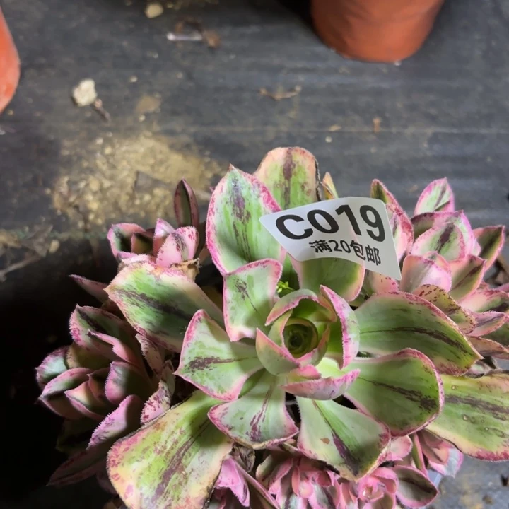 瑞妈一物一拍019