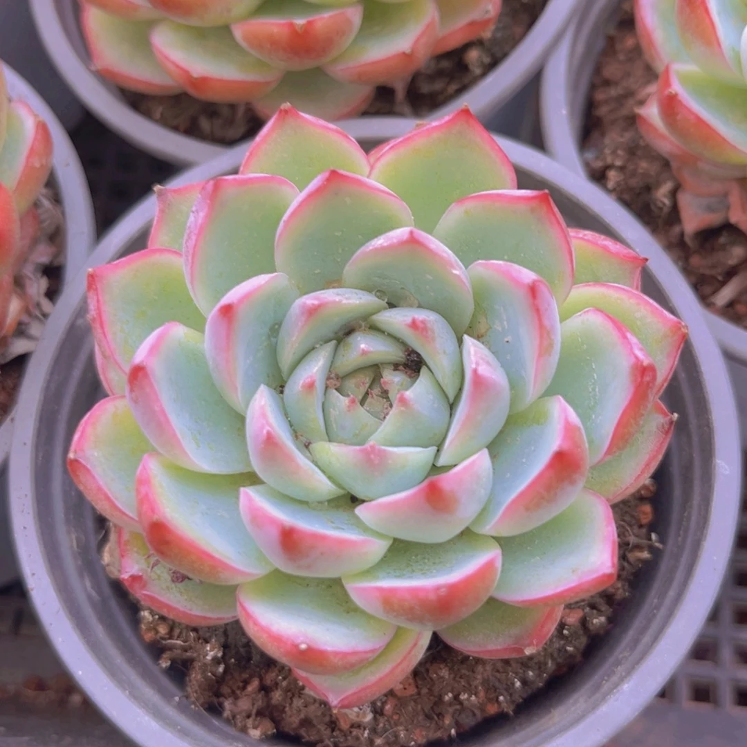 水晶玫瑰9987888888