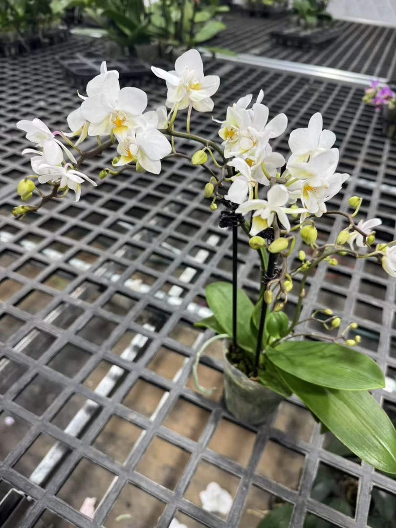 蝴蝶兰[棉花糖]观花绿植盆栽昆明直发