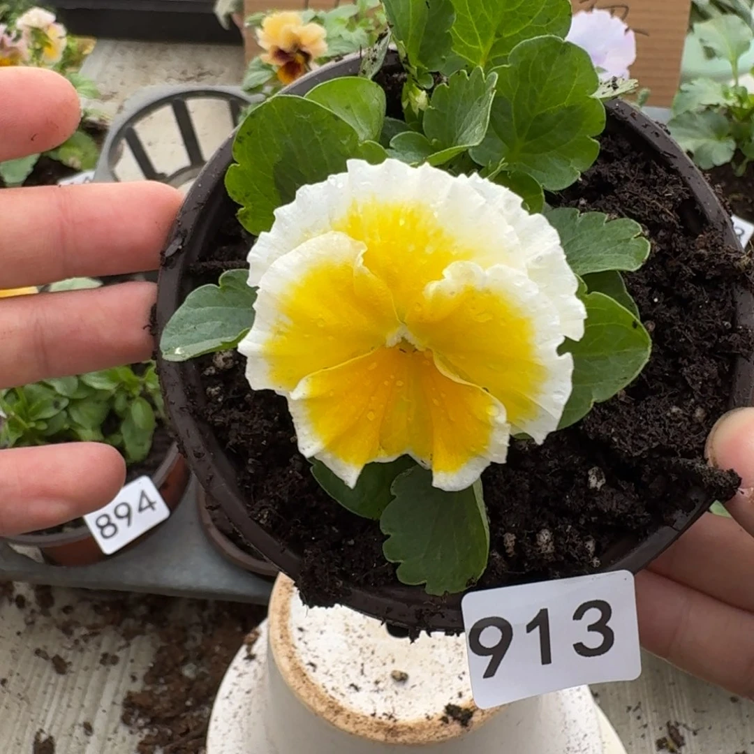 大部分花苞少量开放913