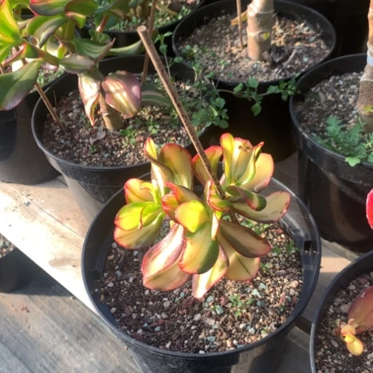 卷叶精品脱土发货