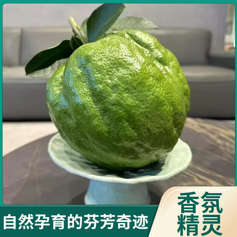 云南天然香橼1-2斤绿果居家清供盘玩闻香植物香薰居家车载摆件