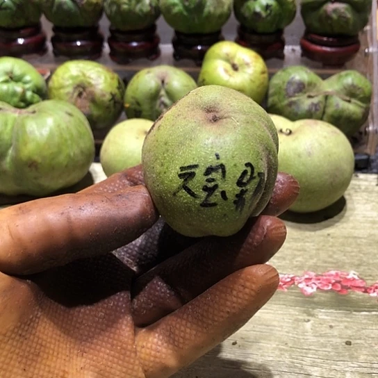 吊坠桃核核桃核桃