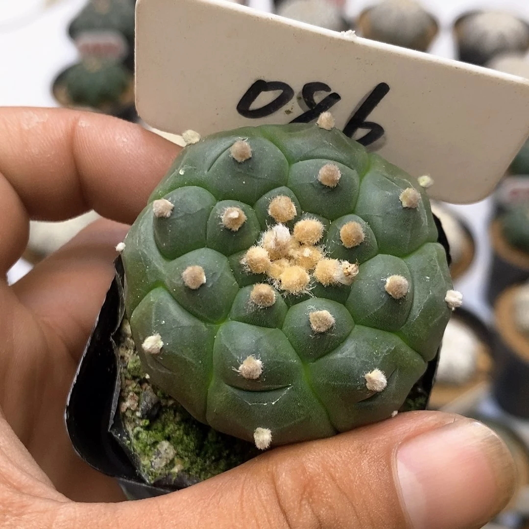 086特价款福利特价咯