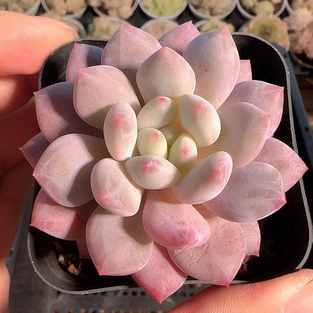 多肉1125-130龙纹麟