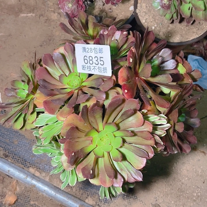 桔***了6835水墨画阴阳多肉植物