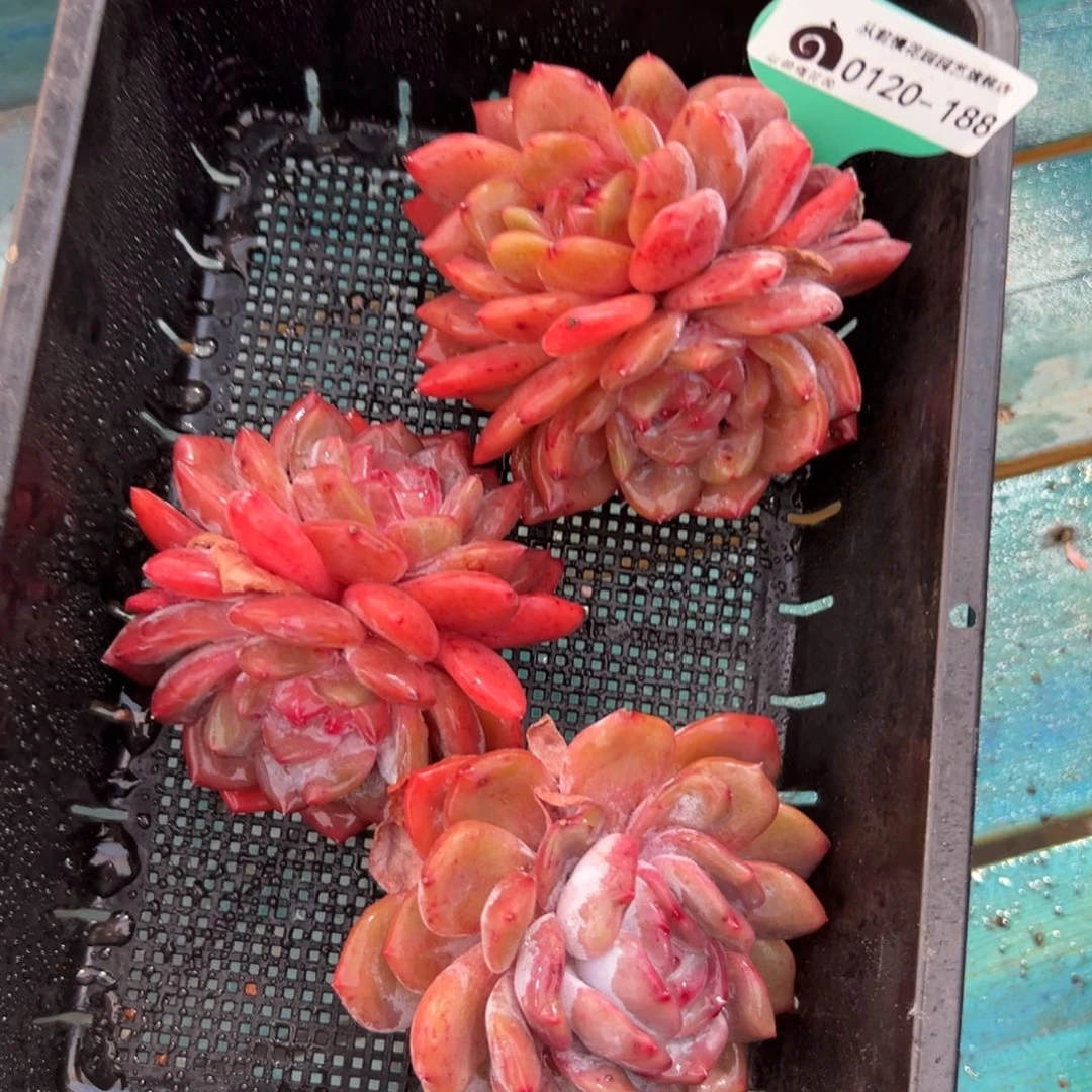 多肉一物一拍0120-188