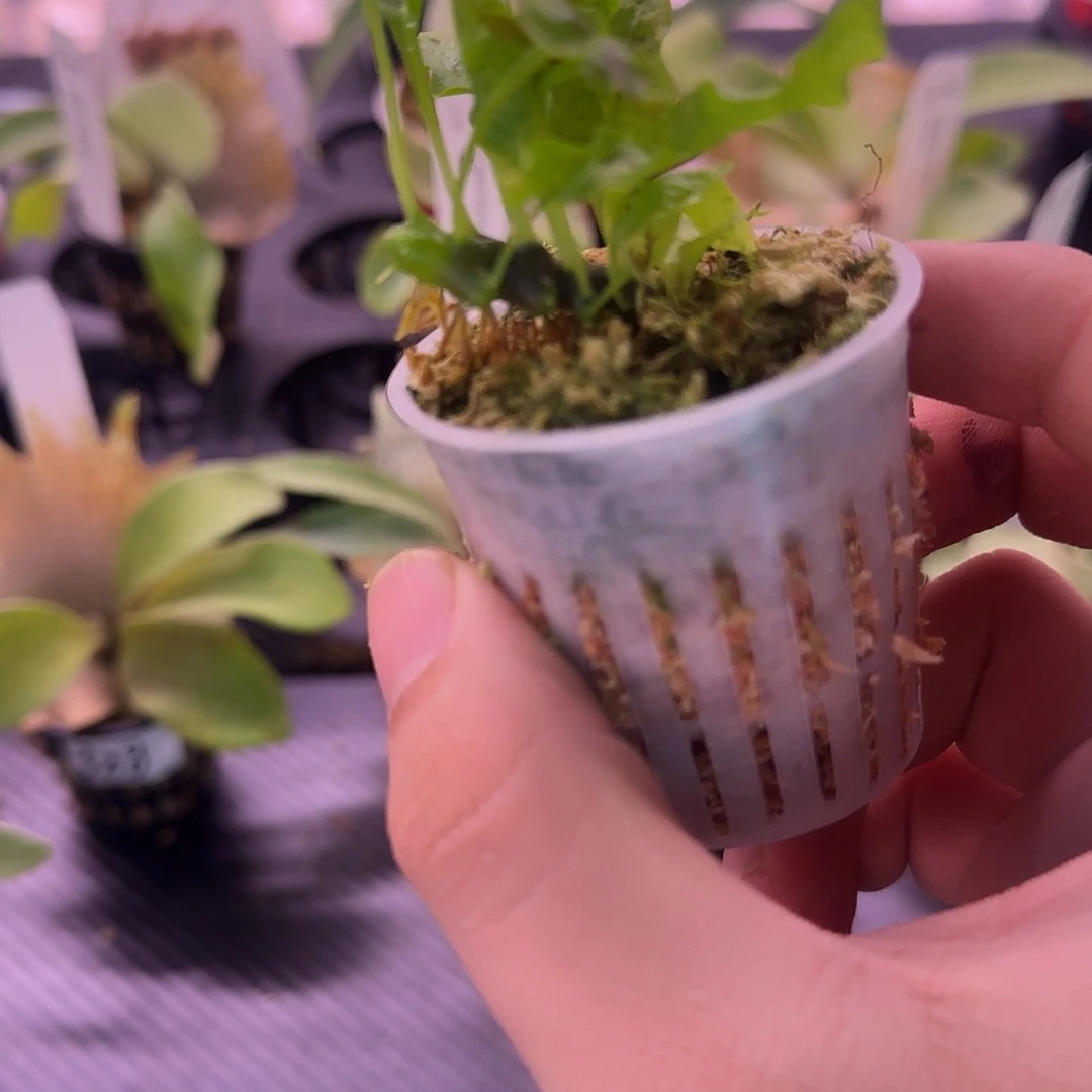 黑吕宋蚁蕨棒棒哒