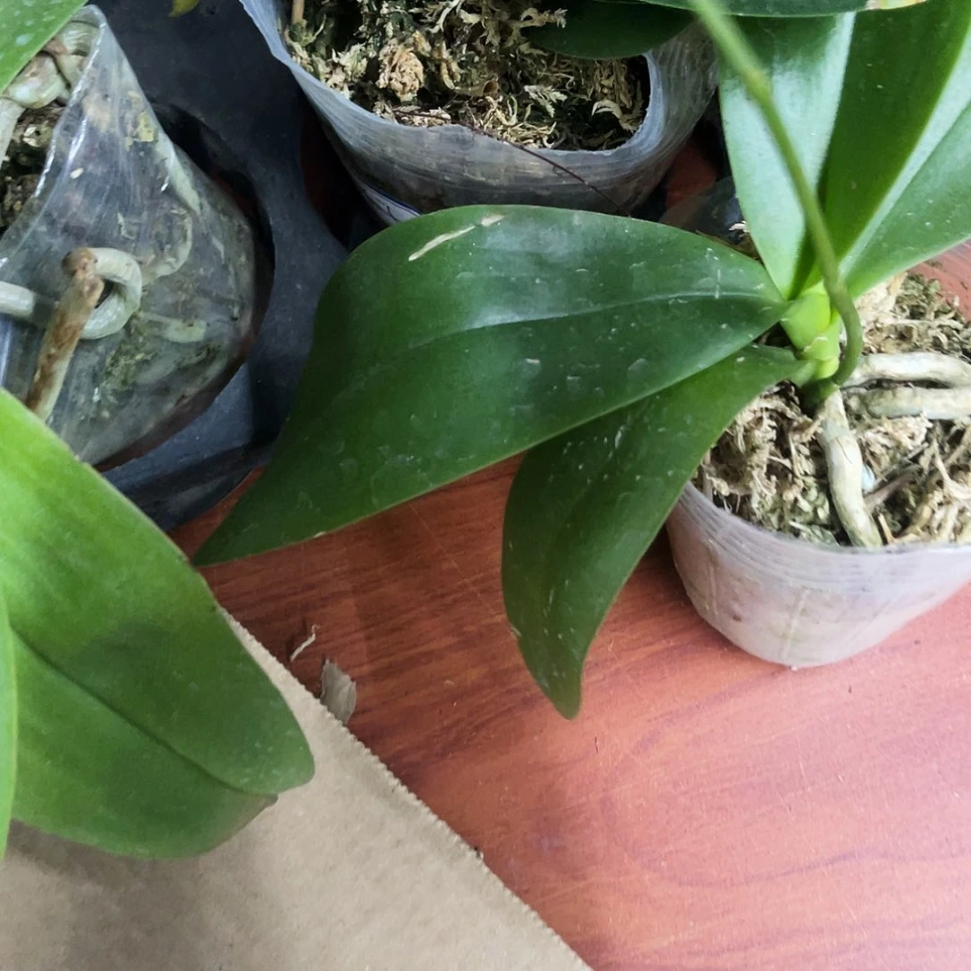 当前无花栽培后可以开花五*蝴蝶兰红马丁瑕疵2.8