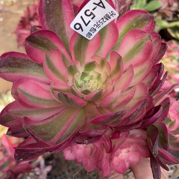 576荔枝多肉12345578