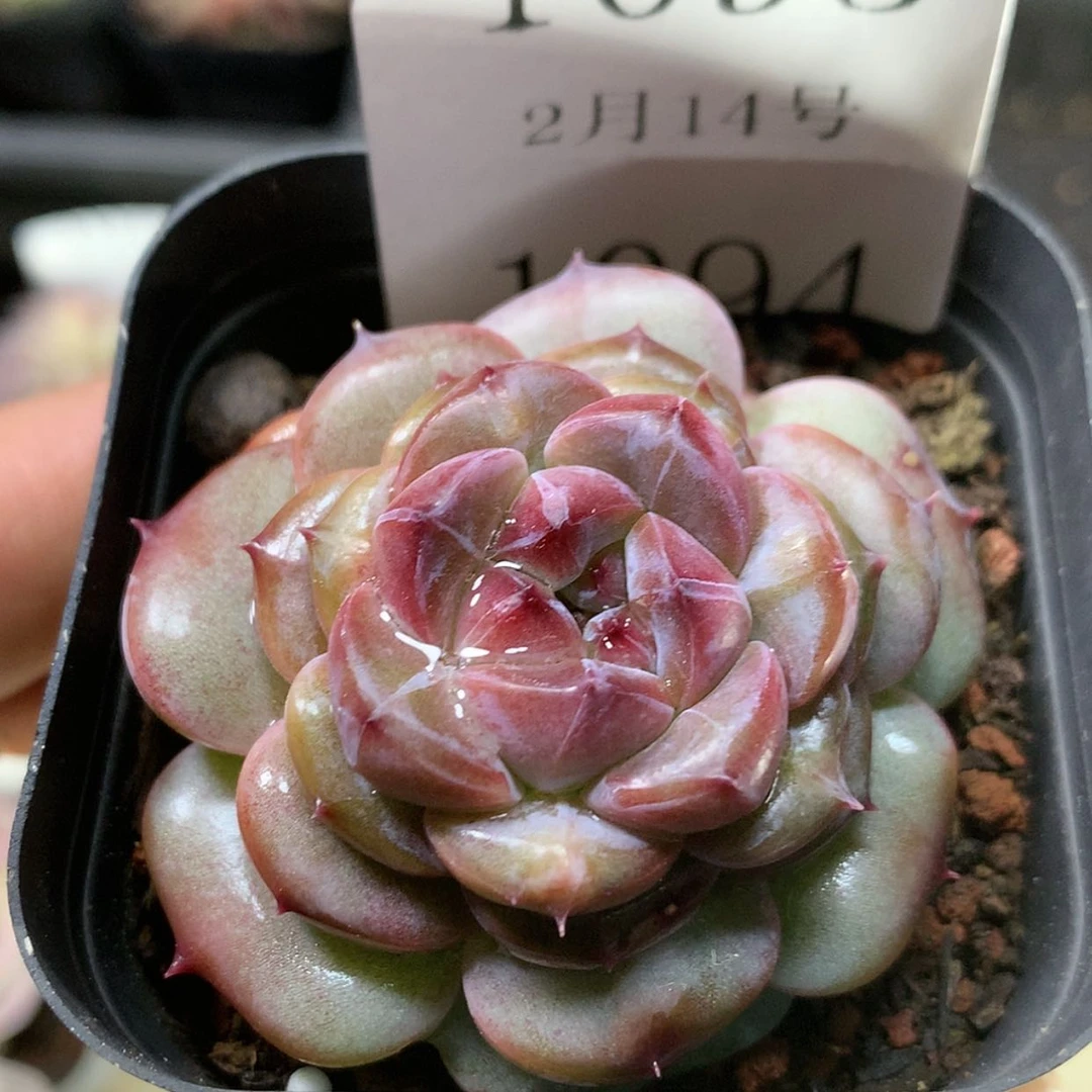 【闪购商品】云1094