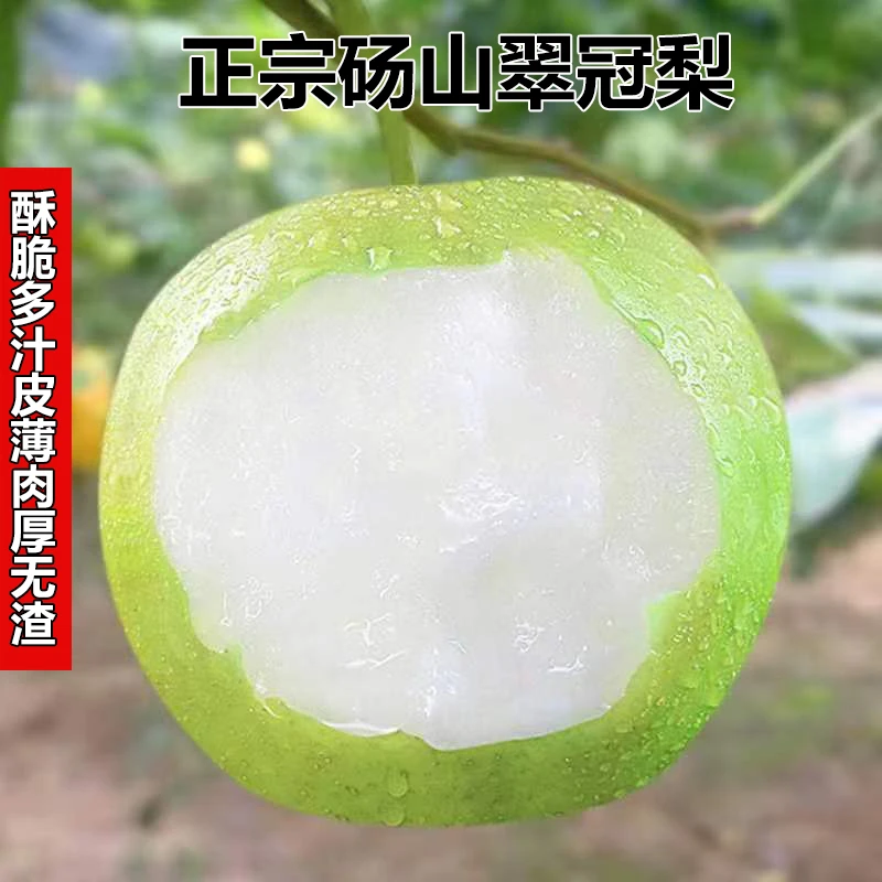 梨子新鲜10斤正宗砀山翠冠梨梨子新鲜水果酥脆一号翠玉皇冠梨子