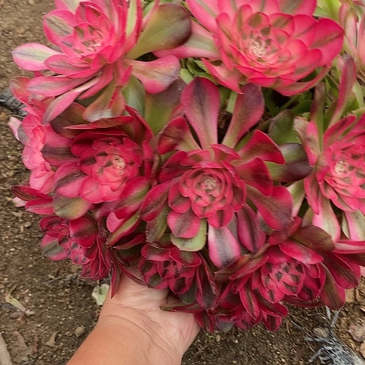 多肉植物荔枝894多肉