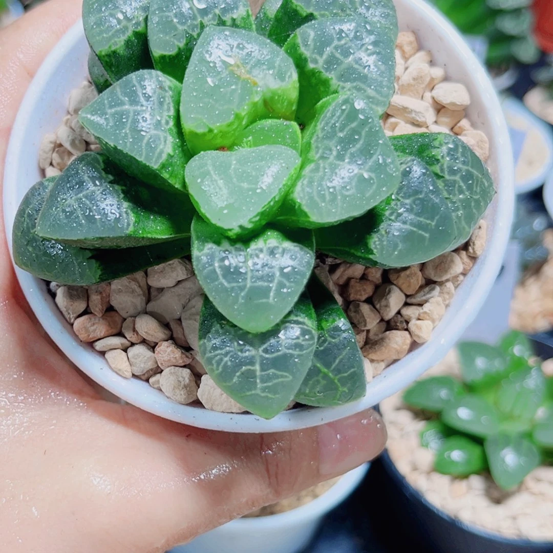 祥云克多肉植物66666