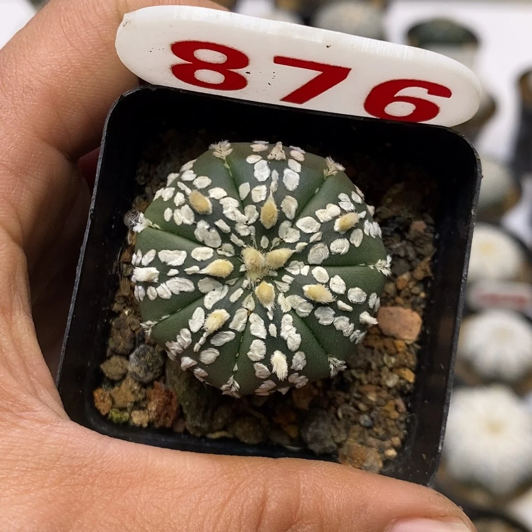 876福利特价咯啦福利