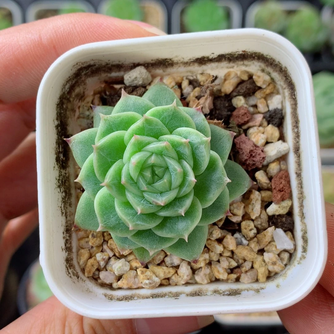 58包邮  群生不包整 91