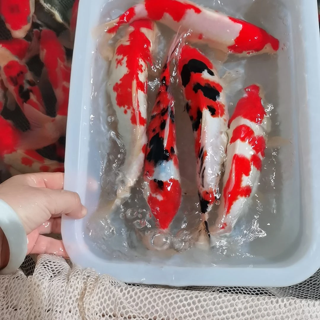 锦鲤精品锦鲤一盆