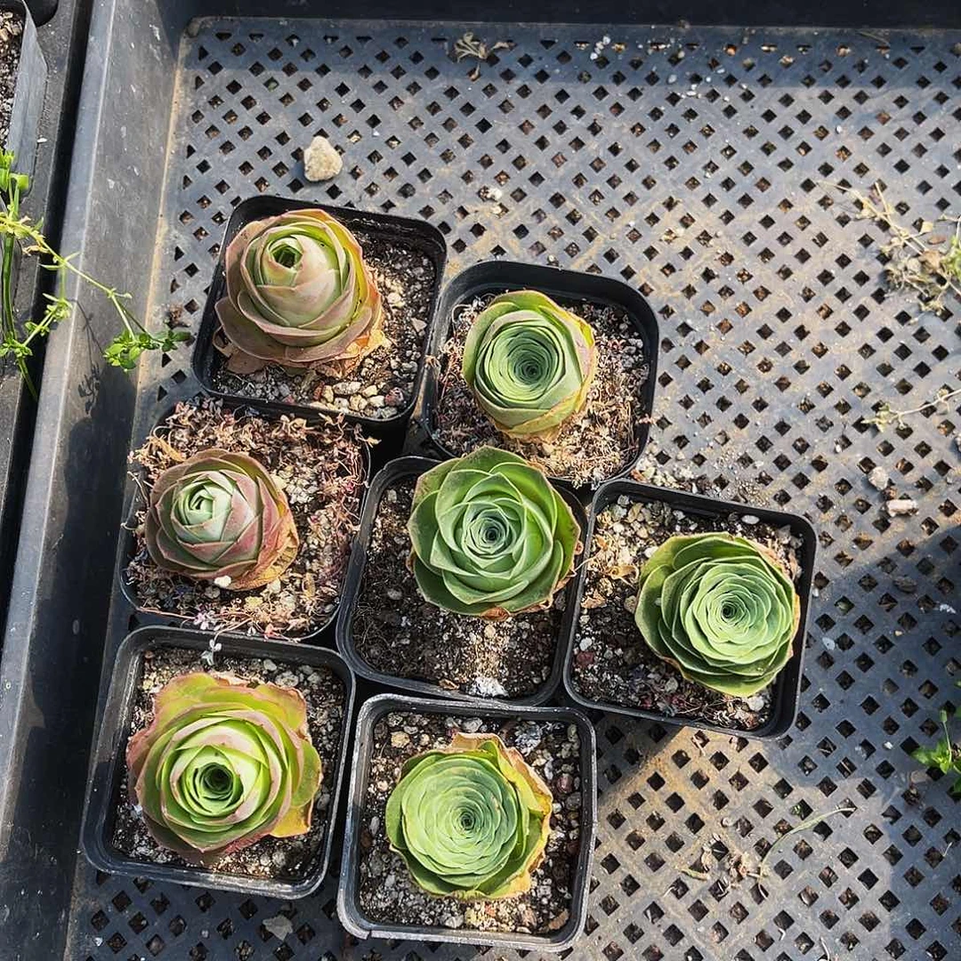 7棵 非偏远包邮 多肉