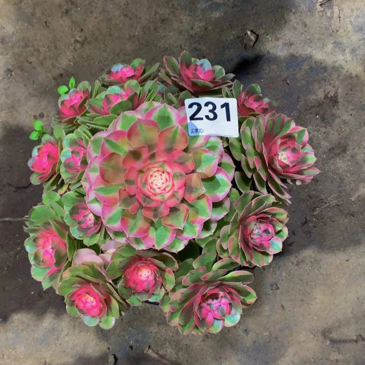 开***米无花朵荔枝231000000