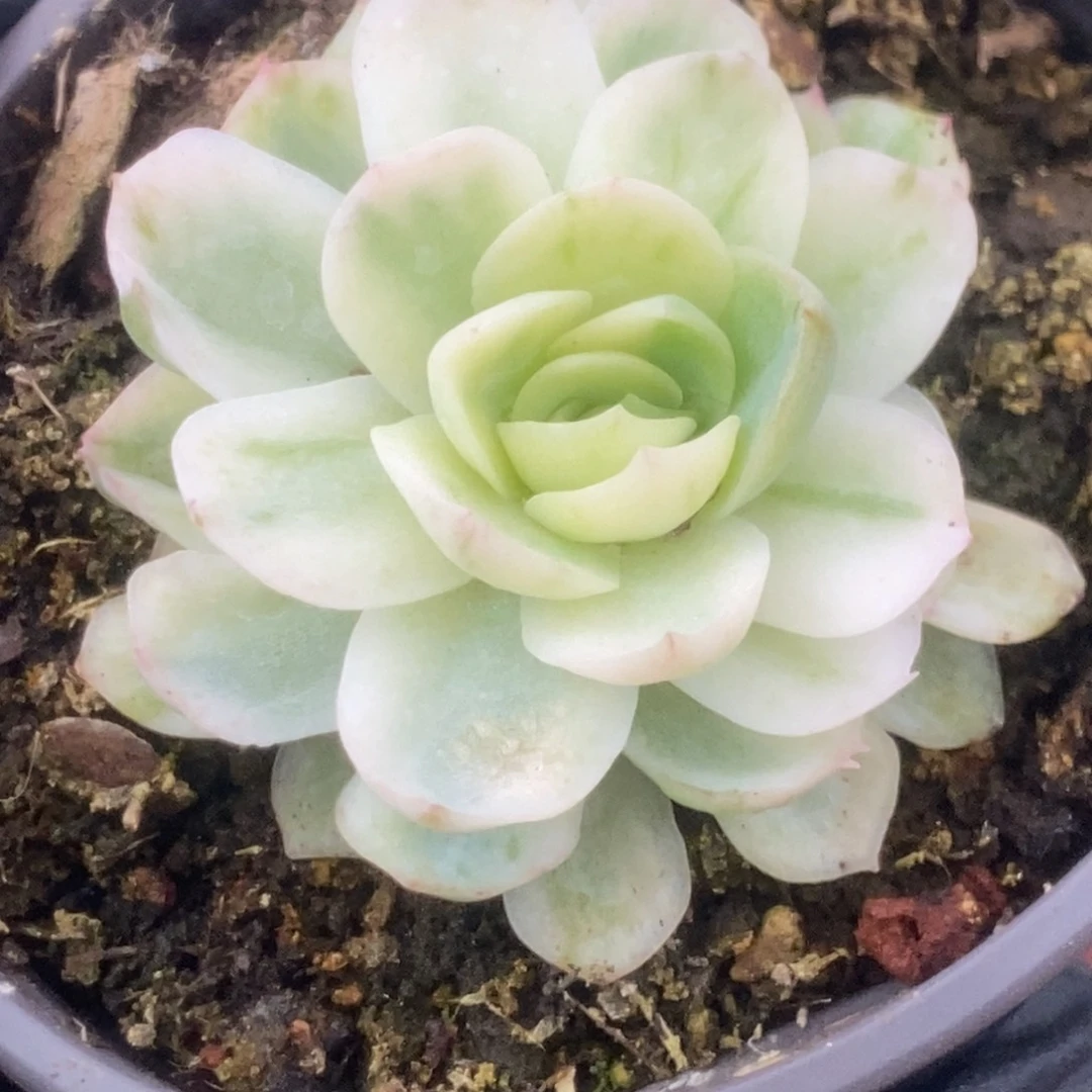 741贝瑞锦锦锦锦锦