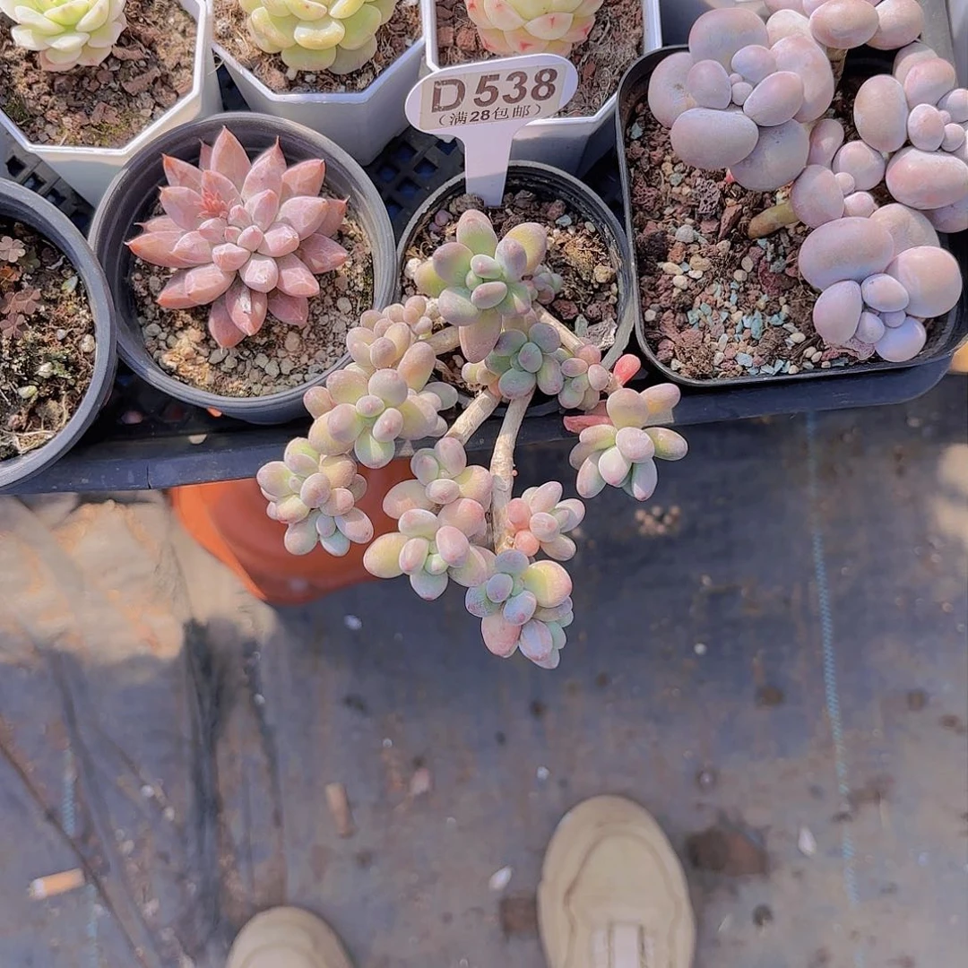 妍***D528苹果奶一物一拍