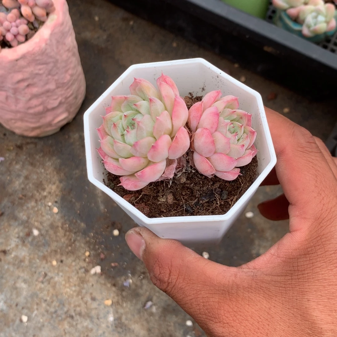 我们就像这只蝴蝶飞得很快