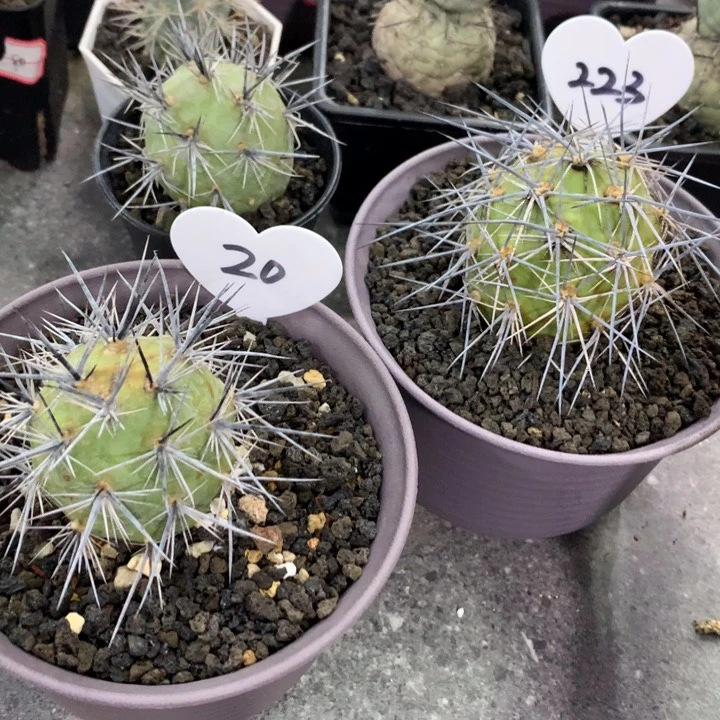 【闪购商品】艾***号仙人球开播