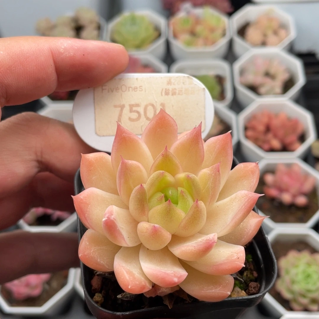粉麦秆7501-5.5厘米