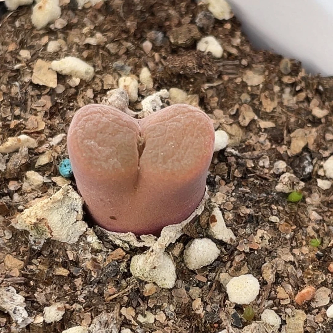 15-22红风铃肉锥多肉