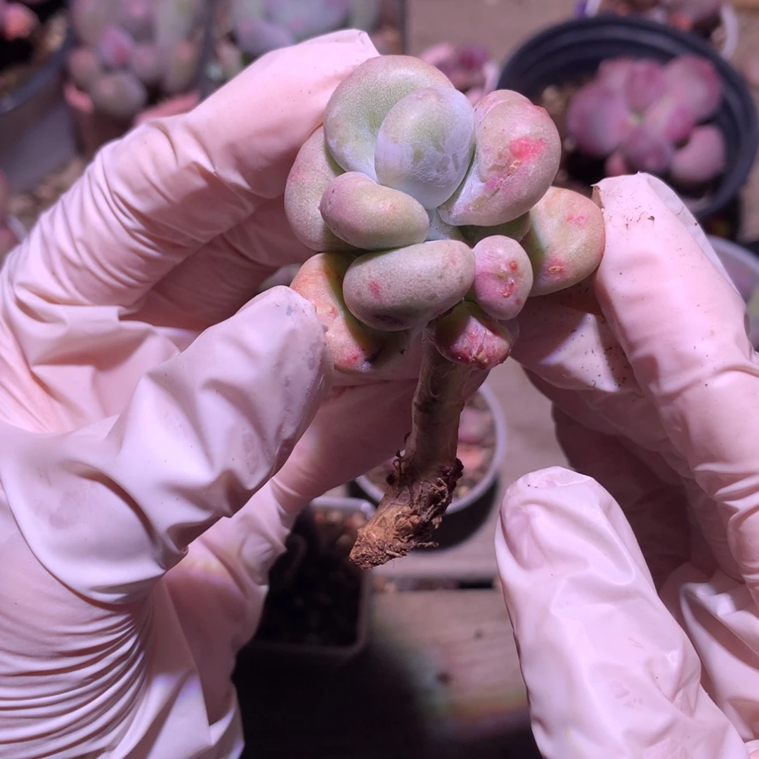 油煎奶酪多肉油煎奶酪